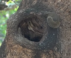 Callosciurus erythraeus