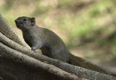 Callosciurus erythraeus