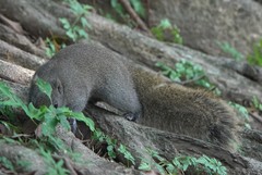 Callosciurus erythraeus