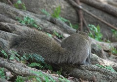 Callosciurus erythraeus