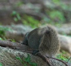 Callosciurus erythraeus
