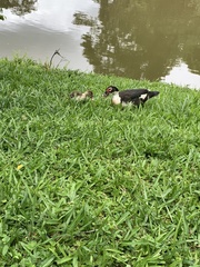 Cairina moschata domestica
