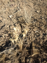 Calochortus nuttallii