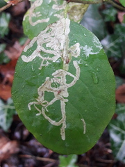 Phytomyza lonicerae