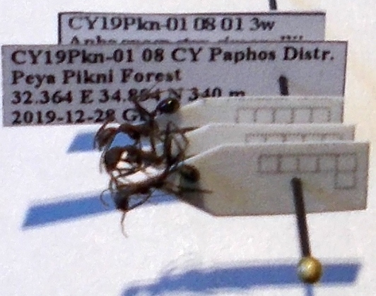 Aphaenogaster simonellii