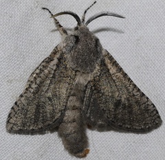 Wiltshirocossus aries