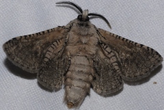 Wiltshirocossus aries