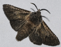 Wiltshirocossus aries