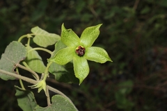 Gonolobus erianthus