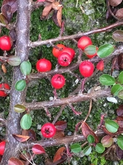 Cotoneaster hjelmqvistii