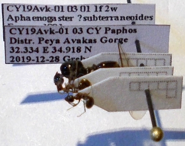 Aphaenogaster subterraneoides