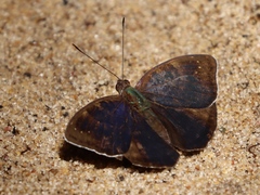 Euriphene aridatha