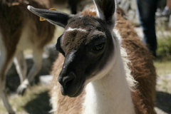 Lama