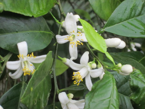 Citrus aurantium iNat (3)