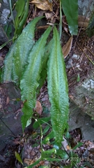 Leptochilus hemionitideus