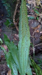 Leptochilus hemionitideus