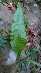 Leptochilus hemionitideus