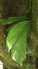 Leptochilus hemionitideus