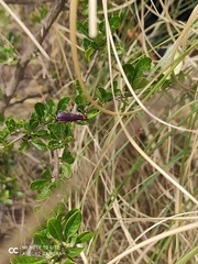Lycianthes lycioides