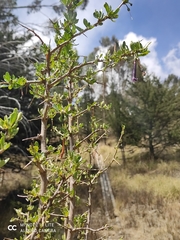 Lycianthes lycioides
