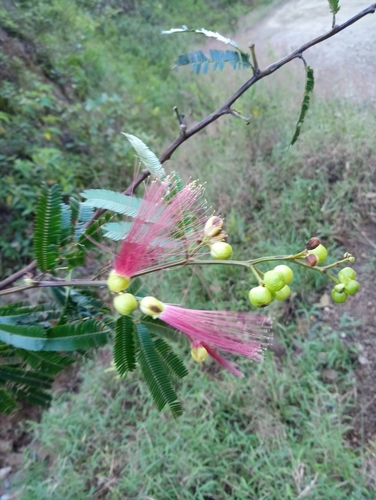 Calliandra physocalyx