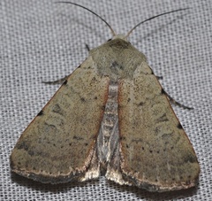 Xestia kermesina