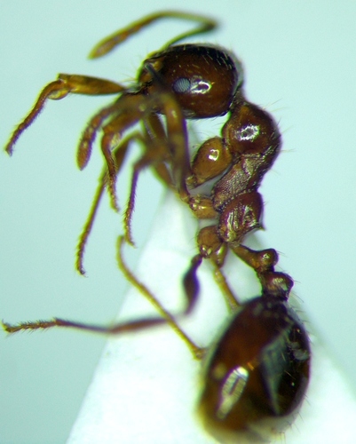 Aphaenogaster subterraneoidesAphaenogaster subterraneoides