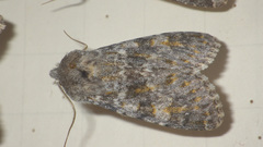 Polymixis rufocincta