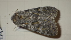 Polymixis rufocincta