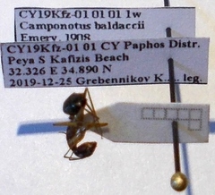 Camponotus baldaccii