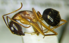 Camponotus baldaccii