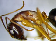 Camponotus baldaccii