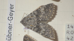 Polymixis rufocincta