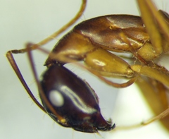 Camponotus baldaccii