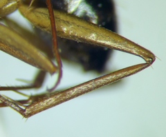 Camponotus baldaccii