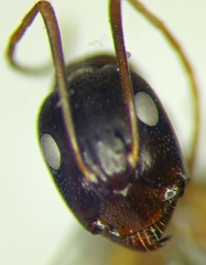 Camponotus baldaccii