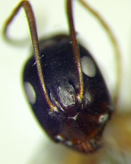 Camponotus baldaccii