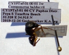 Camponotus baldaccii