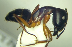 Camponotus baldaccii