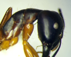 Camponotus baldaccii