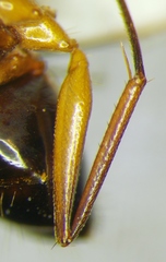 Camponotus baldaccii