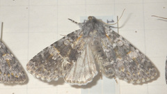 Polymixis rufocincta
