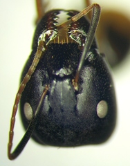 Camponotus baldaccii