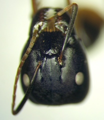 Camponotus baldaccii