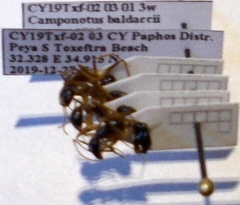 Camponotus baldaccii