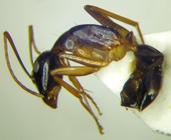 Camponotus baldaccii