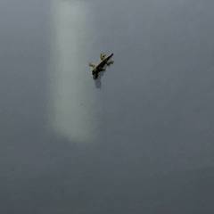 Hemidactylus platyurus