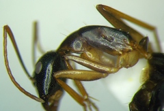 Camponotus baldaccii