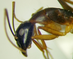 Camponotus baldaccii