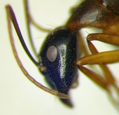Camponotus baldaccii